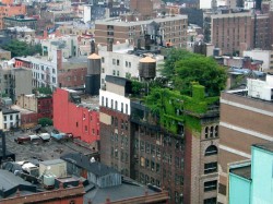 Les fermes urbaines:des jardins potagers sur les toits,au Canada,aux USA...